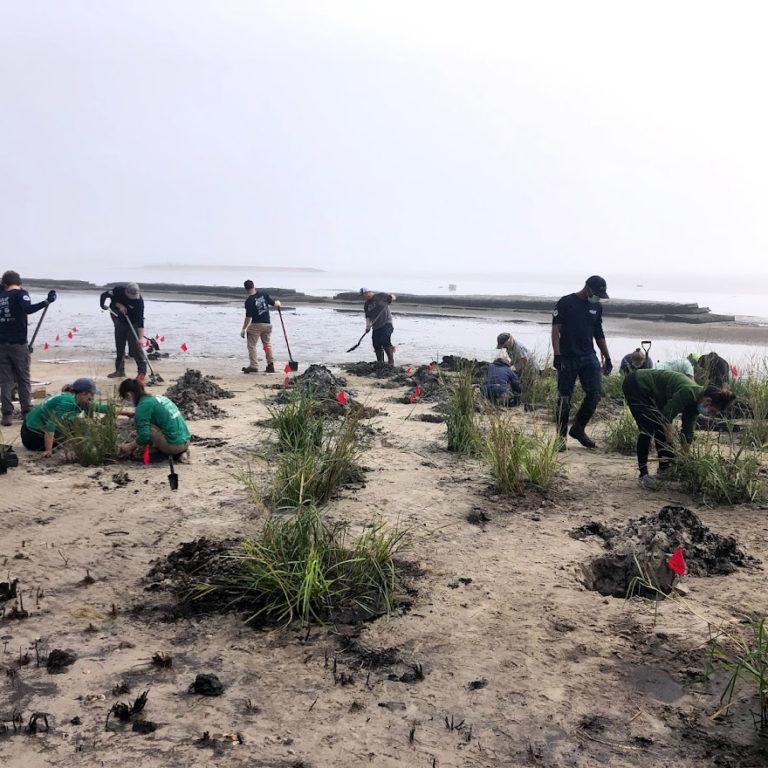 Corps members propagate native marsh grasses in the Florida Panhandle.   